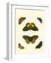 Cramer Butterfly Study I-Pieter Cramer-Framed Art Print