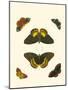 Cramer Butterfly Study I-Pieter Cramer-Mounted Art Print