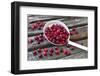 Cranberries and Ladle-Andrea Haase-Framed Photographic Print