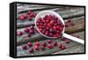 Cranberries and Ladle-Andrea Haase-Framed Stretched Canvas