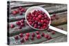 Cranberries and Ladle-Andrea Haase-Stretched Canvas