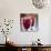 Cranberries-David Munns-Photographic Print displayed on a wall