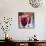 Cranberries-David Munns-Mounted Photographic Print displayed on a wall