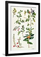Cranberry and Other Berries-Elizabeth Rice-Framed Premium Giclee Print