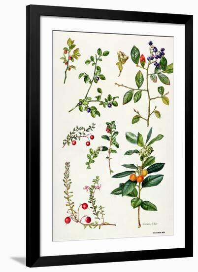 Cranberry and Other Berries-Elizabeth Rice-Framed Premium Giclee Print