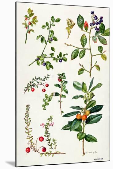Cranberry and Other Berries-Elizabeth Rice-Mounted Giclee Print