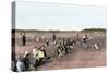 Cranberry Bog Pickers at Work on Cape Cod, Massachusetts, c.1890-null-Stretched Canvas