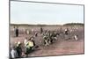 Cranberry Bog Pickers at Work on Cape Cod, Massachusetts, c.1890-null-Mounted Giclee Print