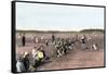 Cranberry Bog Pickers at Work on Cape Cod, Massachusetts, c.1890-null-Framed Stretched Canvas