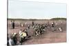 Cranberry Bog Pickers at Work on Cape Cod, Massachusetts, c.1890-null-Stretched Canvas