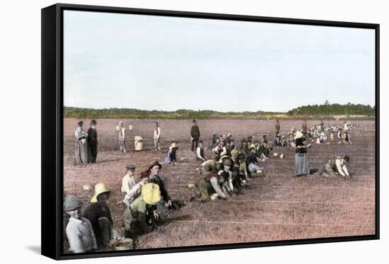 Cranberry Bog Pickers at Work on Cape Cod, Massachusetts, c.1890-null-Framed Stretched Canvas