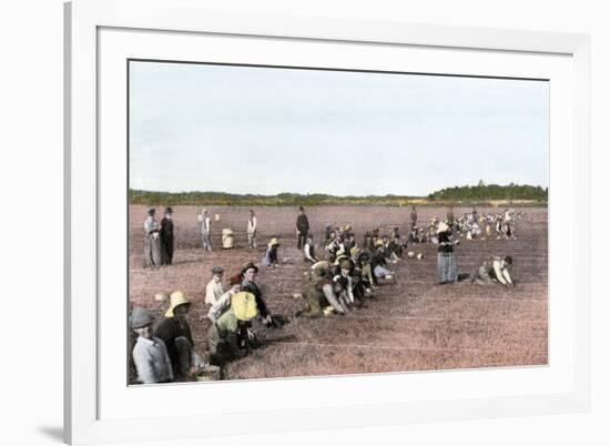 Cranberry Bog Pickers at Work on Cape Cod, Massachusetts, c.1890-null-Framed Giclee Print