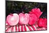 Cranberry Glass and Pink Apples-Neela Pushparaj-Mounted Photographic Print
