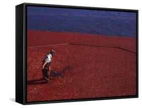 Cranberry Harvest, Middleboro, Massachusetts, USA-Rob Tilley-Framed Stretched Canvas