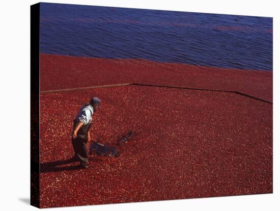 Cranberry Harvest, Middleboro, Massachusetts, USA-Rob Tilley-Stretched Canvas
