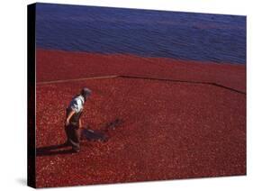 Cranberry Harvest, Middleboro, Massachusetts, USA-Rob Tilley-Stretched Canvas