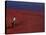 Cranberry Harvest, Middleboro, Massachusetts, USA-Rob Tilley-Stretched Canvas