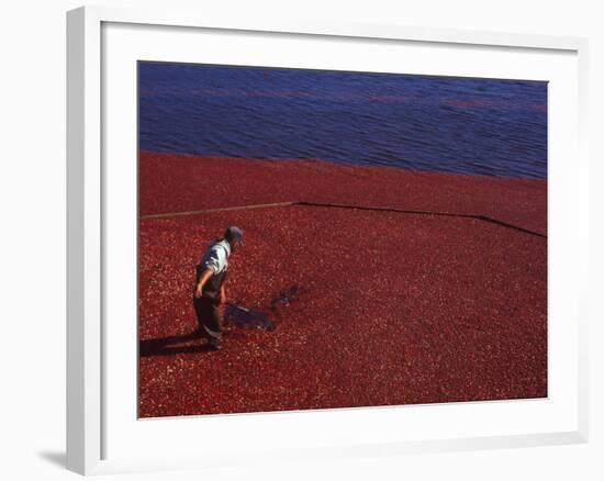 Cranberry Harvest, Middleboro, Massachusetts, USA-Rob Tilley-Framed Photographic Print