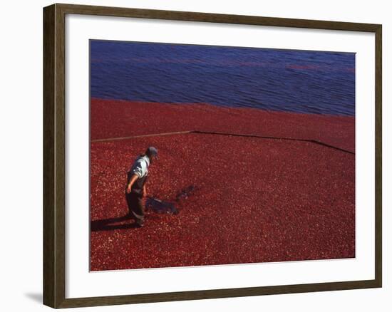 Cranberry Harvest, Middleboro, Massachusetts, USA-Rob Tilley-Framed Photographic Print