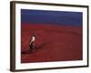 Cranberry Harvest, Middleboro, Massachusetts, USA-Rob Tilley-Framed Photographic Print