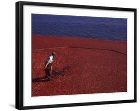 Cranberry Harvest, Middleboro, Massachusetts, USA-Rob Tilley-Framed Photographic Print