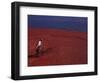 Cranberry Harvest, Middleboro, Massachusetts, USA-Rob Tilley-Framed Photographic Print