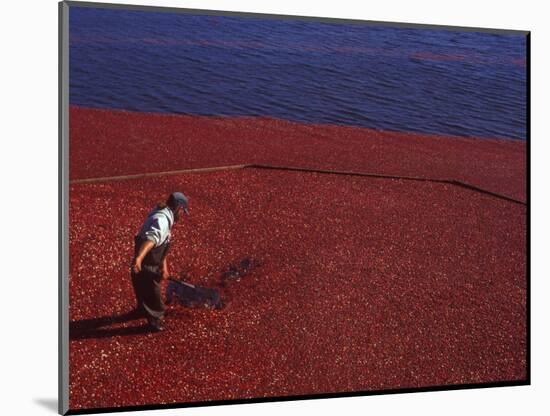 Cranberry Harvest, Middleboro, Massachusetts, USA-Rob Tilley-Mounted Photographic Print