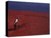 Cranberry Harvest, Middleboro, Massachusetts, USA-Rob Tilley-Stretched Canvas