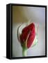 Cranberry Rosebud-Nicole Katano-Framed Stretched Canvas