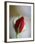 Cranberry Rosebud-Nicole Katano-Framed Photo