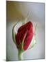 Cranberry Rosebud-Nicole Katano-Mounted Photo