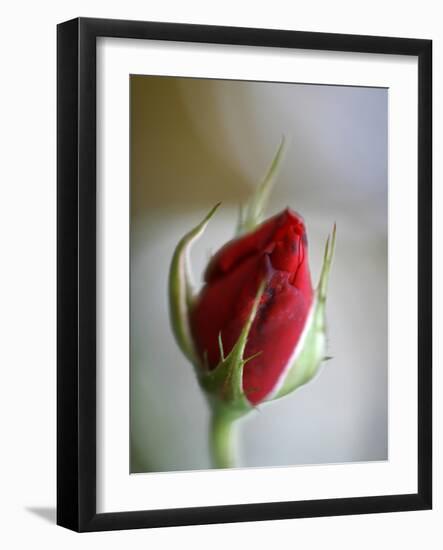 Cranberry Rosebud-Nicole Katano-Framed Photo