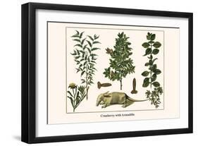 Cranberry with Armadillo-Albertus Seba-Framed Art Print