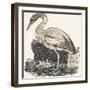 Crane, 1850 (Engraving)-Louis Simon (1810-1870) Lassalle-Framed Giclee Print