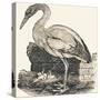 Crane, 1850 (Engraving)-Louis Simon (1810-1870) Lassalle-Stretched Canvas