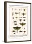 Crane Flies, Dragonflies, Caddis Flies, Wasp, Predaceous Diving Beetles, Mayflies, etc.-Albertus Seba-Framed Art Print