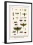 Crane Flies, Dragonflies, Caddis Flies, Wasp, Predaceous Diving Beetles, Mayflies, etc.-Albertus Seba-Framed Art Print