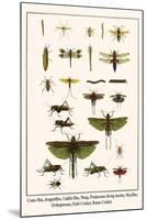 Crane Flies, Dragonflies, Caddis Flies, Wasp, Predaceous Diving Beetles, Mayflies, etc.-Albertus Seba-Mounted Art Print