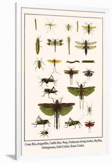Crane Flies, Dragonflies, Caddis Flies, Wasp, Predaceous Diving Beetles, Mayflies, etc.-Albertus Seba-Framed Art Print
