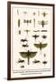 Crane Flies, Dragonflies, Caddis Flies, Wasp, Predaceous Diving Beetles, Mayflies, etc.-Albertus Seba-Framed Art Print