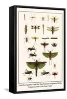 Crane Flies, Dragonflies, Caddis Flies, Wasp, Predaceous Diving Beetles, Mayflies, etc.-Albertus Seba-Framed Stretched Canvas