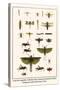 Crane Flies, Dragonflies, Caddis Flies, Wasp, Predaceous Diving Beetles, Mayflies, etc.-Albertus Seba-Stretched Canvas