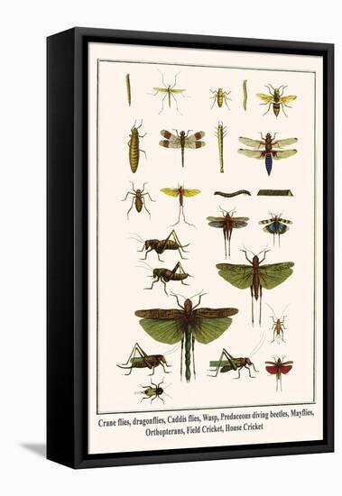 Crane Flies, Dragonflies, Caddis Flies, Wasp, Predaceous Diving Beetles, Mayflies, etc.-Albertus Seba-Framed Stretched Canvas