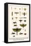 Crane Flies, Dragonflies, Caddis Flies, Wasp, Predaceous Diving Beetles, Mayflies, etc.-Albertus Seba-Framed Stretched Canvas