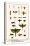Crane Flies, Dragonflies, Caddis Flies, Wasp, Predaceous Diving Beetles, Mayflies, etc.-Albertus Seba-Stretched Canvas