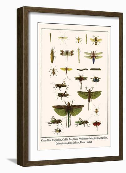 Crane Flies, Dragonflies, Caddis Flies, Wasp, Predaceous Diving Beetles, Mayflies, etc.-Albertus Seba-Framed Art Print