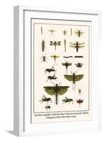 Crane Flies, Dragonflies, Caddis Flies, Wasp, Predaceous Diving Beetles, Mayflies, etc.-Albertus Seba-Framed Art Print