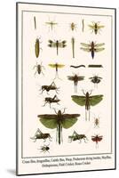 Crane Flies, Dragonflies, Caddis Flies, Wasp, Predaceous Diving Beetles, Mayflies, etc.-Albertus Seba-Mounted Art Print