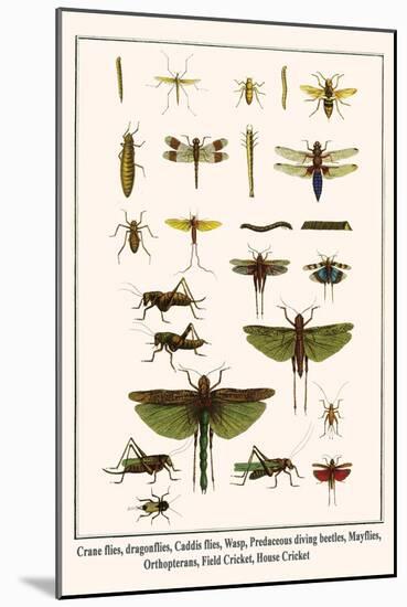 Crane Flies, Dragonflies, Caddis Flies, Wasp, Predaceous Diving Beetles, Mayflies, etc.-Albertus Seba-Mounted Art Print