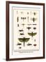 Crane Flies, Dragonflies, Caddis Flies, Wasp, Predaceous Diving Beetles, Mayflies, etc.-Albertus Seba-Framed Art Print